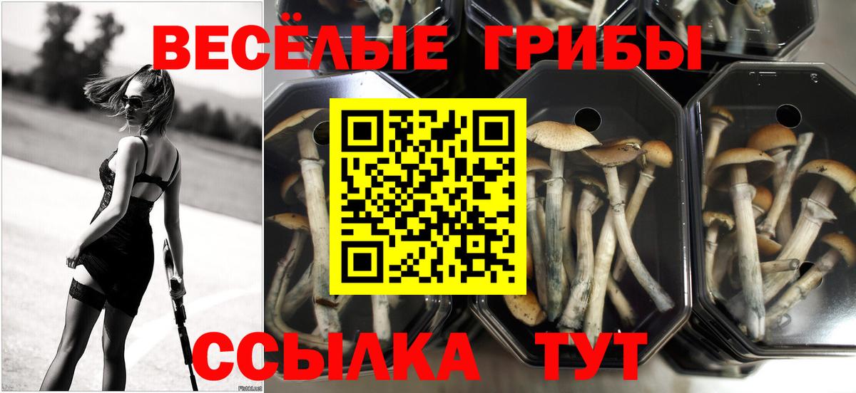 Псилоцибиновые грибы ЛСД Новоалтайск